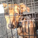 Znaleziono psa, Radom, 17 grudnia 2025