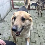 Pies do adopcji, Orzechowce, 16 grudnia 2025