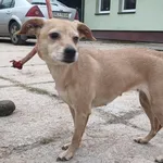 Znaleziono psa, Pieckowo, 16 grudnia 2025