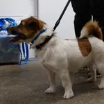 Znaleziono psa, Szczecin, 18 grudnia 2025