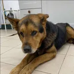 Znaleziono psa, Grudziądz, 17 grudnia 2025