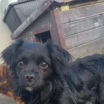 Pies do adopcji, Racławice, 16 grudnia 2025