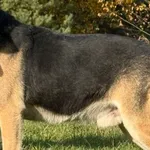 Pies do adopcji, Pieczyska, 18 grudnia 2025