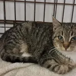 Znaleziono kota, Olsztyn, 17 grudnia 2025