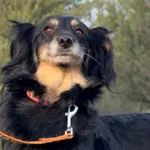 Pies do adopcji, Pieczyska, 18 grudnia 2025