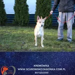 Pies do adopcji, Dębniak, 18 grudnia 2025