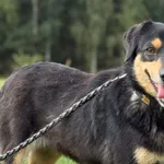 Pies do adopcji, Pieczyska, 18 grudnia 2025