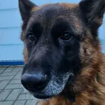 Pies do adopcji, Tychy, 7 listopada 2025