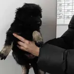 Znaleziono psa, Toruń, 17 grudnia 2025