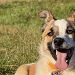 Pies do adopcji, Pieczyska, 19 grudnia 2025