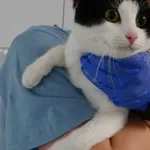 Znaleziono kota, Szczecin, 18 grudnia 2025