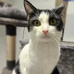 Znaleziono kota, Szczecin, 18 grudnia 2025