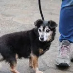 BUNIA - Psia emerytka szuka spokojnego domu