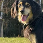 Pies do adopcji, Pieczyska, 19 grudnia 2025