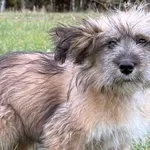 Pies do adopcji, Pieczyska, 18 grudnia 2025