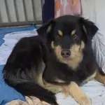 Pies do adopcji, Radom, 19 grudnia 2025