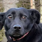 Pies do adopcji, Pieczyska, 19 grudnia 2025