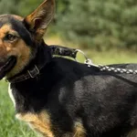 Pies do adopcji, Pieczyska, 18 grudnia 2025