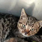 Kot do adopcji, Racławice, 18 grudnia 2025