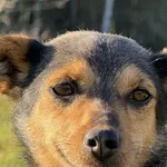 Pies do adopcji, Pieczyska, 18 grudnia 2025