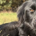 Pies do adopcji, Pieczyska, 19 grudnia 2025