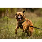 Znaleziono psa, Białystok, 27 sierpnia 2025