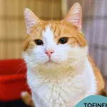 Kot do adopcji, Gdynia, 19 grudnia 2025