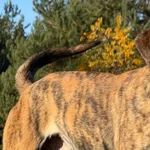 Pies do adopcji, Pieczyska, 19 grudnia 2025