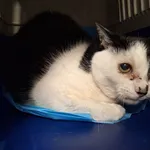 Znaleziono kota, Bydgoszcz, 17 grudnia 2025