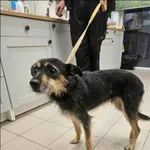 Znaleziono psa, Grudziądz, 19 grudnia 2025