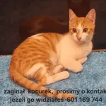 Zaginął kot, Włoszczowa, 20 grudnia 2025