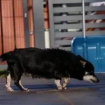 Pies do adopcji, Pabianice, 6 listopada 2025