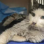 Znaleziono kota, Bydgoszcz, 15 grudnia 2025