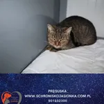 Znaleziono kota, Dębniak, 18 grudnia 2025