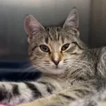 Kot do adopcji, Radom, 21 grudnia 2025