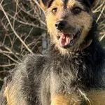 Pies do adopcji, Pieczyska, 20 grudnia 2025