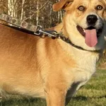 Pies do adopcji, Pieczyska, 20 grudnia 2025