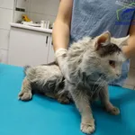 Znaleziono kota, Szczecin, 19 grudnia 2025