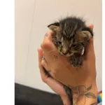 Znaleziono kota, Białystok, 7 września 2025