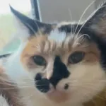 Kot do adopcji, Radom, 21 grudnia 2025