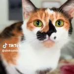 Kot do adopcji, Radom, 10 lutego 2026