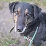 Pies do adopcji, Jelenia Góra, 5 grudnia 2025