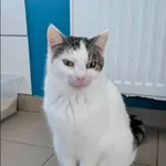 Znaleziono kota, Grudziądz, 11 grudnia 2024