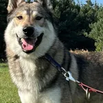 Pies do adopcji, Pieczyska, 20 grudnia 2025