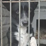 Pies do adopcji, Zgierz, 21 grudnia 2025