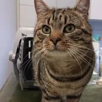 Znaleziono kota, Lublin, 18 grudnia 2025