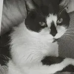 Zaginął kot, Łódź, 21 grudnia 2025