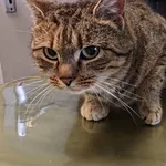 Znaleziono kota, Lublin, 19 grudnia 2025