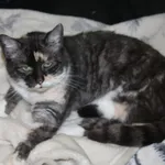 Kot do adopcji, Nowy Dwór Mazowiecki, 22 grudnia 2025