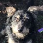 SEZAM - mały piesek z wielkim sercem